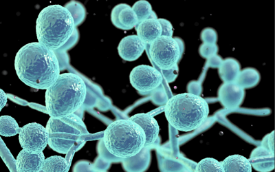 Candida albicans – gombafertőzés mellen