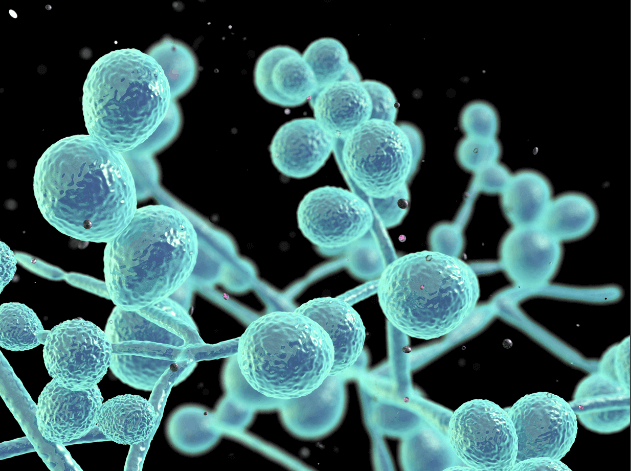 Candida albicans – gombafertőzés mellen